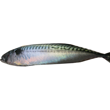 VIKOMAR SABA MACKEREL 600G UP FROZEN WILD NORWAY 22.00 #