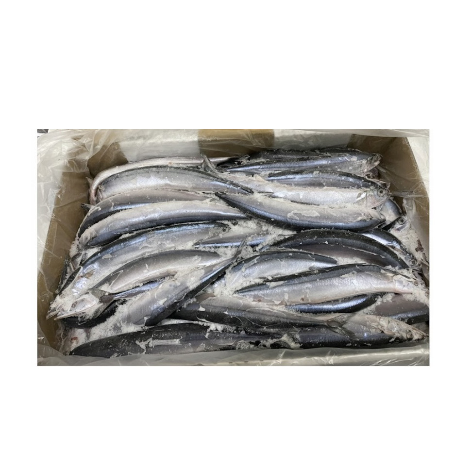 MIYAGASAKI SANMA 70P FROZEN WILD JAPAN 22.04 #