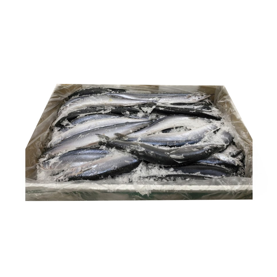 MIYAGASAKI SANMA 60P FROZEN WILD JAPAN 22.04 #