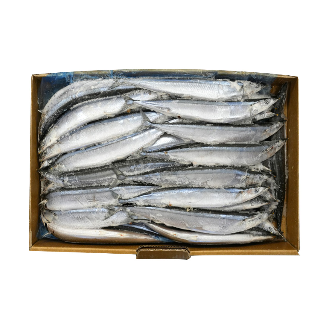 PAFCO SANMA SAURY 65-75P WILD TAIWAN 21.16 #
