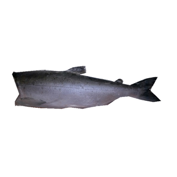 ICY SOCKEYE SALMON H&G 4-6# WLD USA 50#