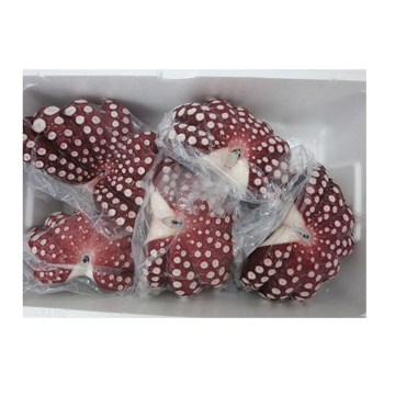 A-JIRUSHI OCTOPUS SHIMADAKO 5P JAPAN  22 #