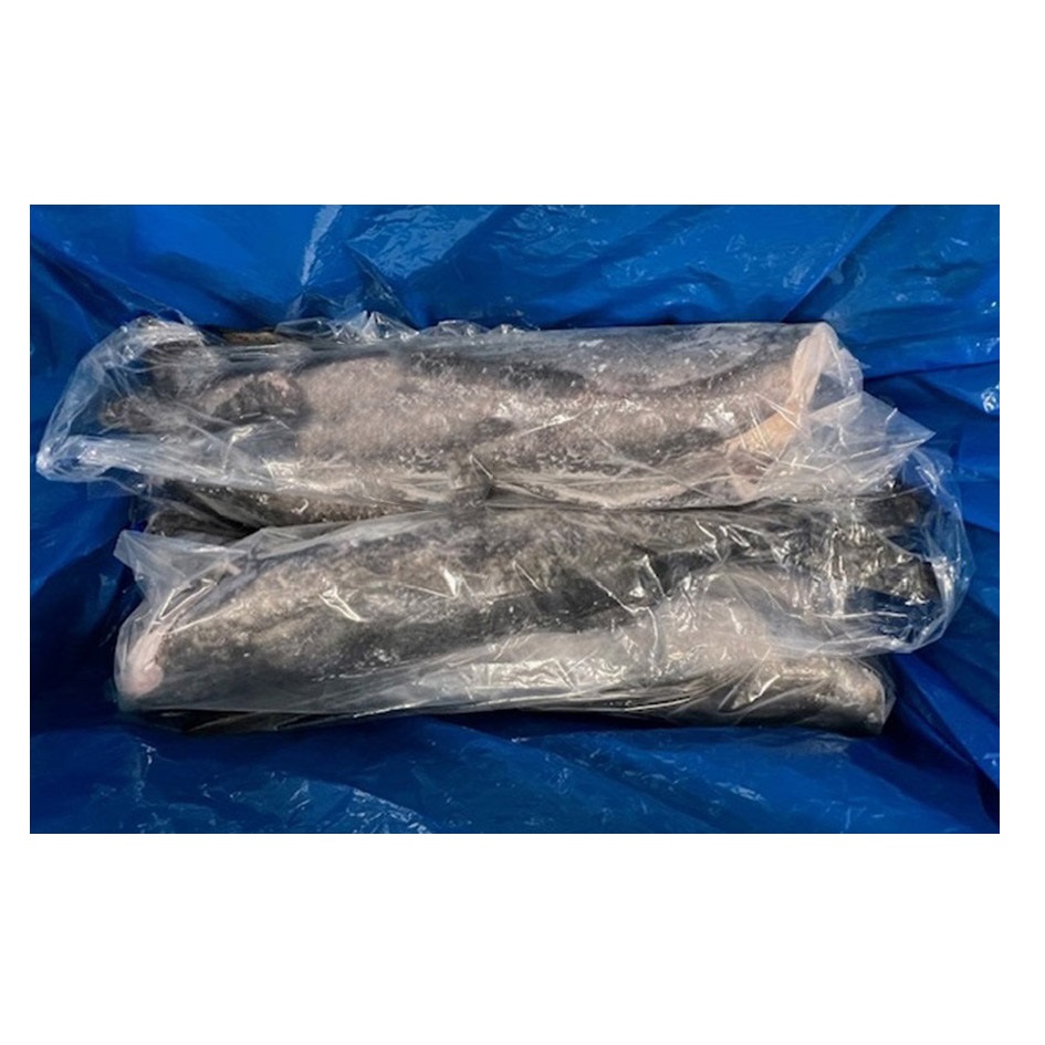 NORTH DELTA FROZEN AT SEA BLACK COD GINDARA 7+ # J-CUT WILD CANADA 50.00 #