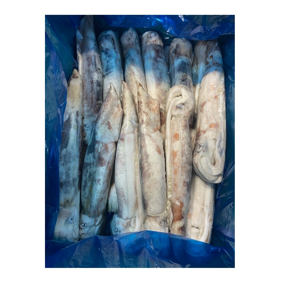 HIRASHO RIKUREI SURUME IKA SQUID ROUND 26-30 WILD JAPAN 17.63 #